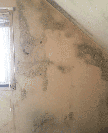Need mold remediation in Northwest Ohio, Southeast or Central Michigan? Contact Mold & Air Quality Professionals at 734-755-3457 to schedule your appointment today.