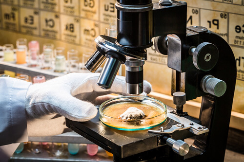 Testing mold at lab