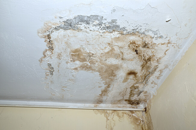 How Mold Growth Affects Home Air Quality