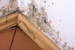 Mold removal remediation dundee mi michigan 