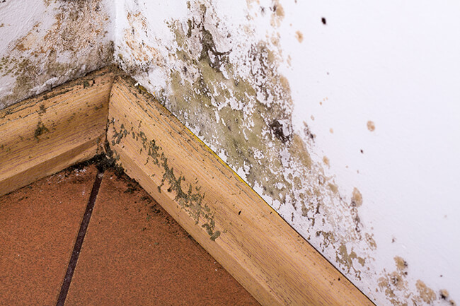 3 Top Places There Could Be Mold In Your Home Mold & Air Quality