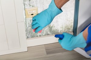 5 Questions To Ask Before Hiring A Mold Remediation Company