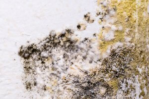 Is Black Mold Really As Bad As The Hype